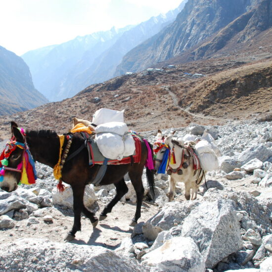 langtang gosainkund trekking