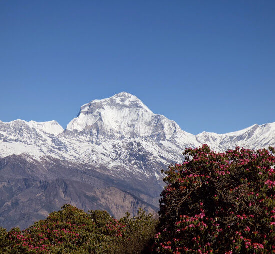 poon hill trekking