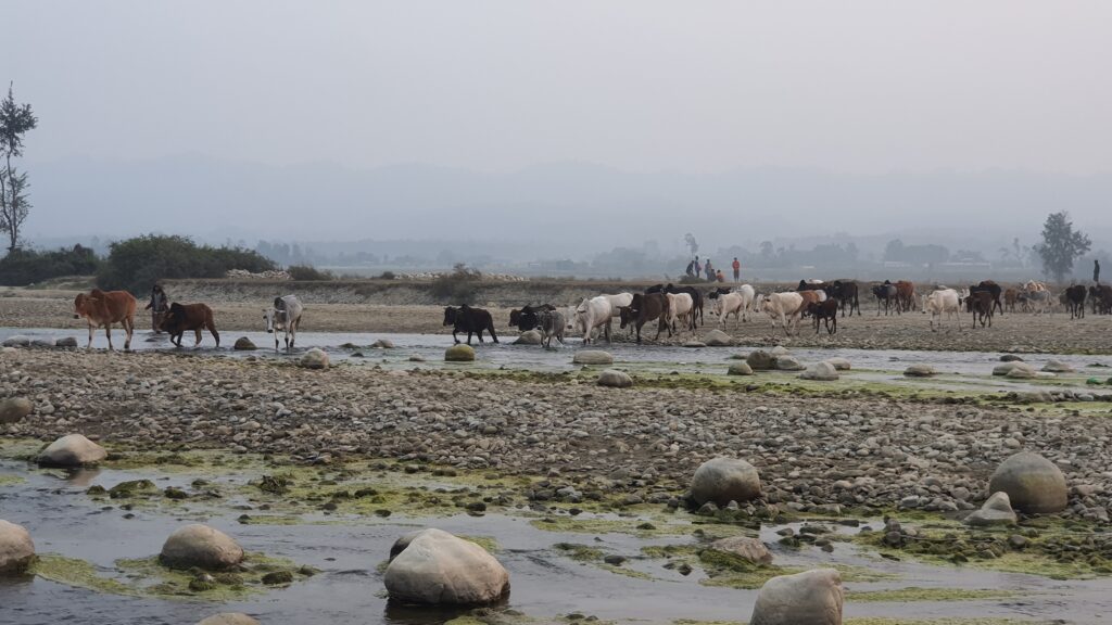 Camping in Nepal Kühe