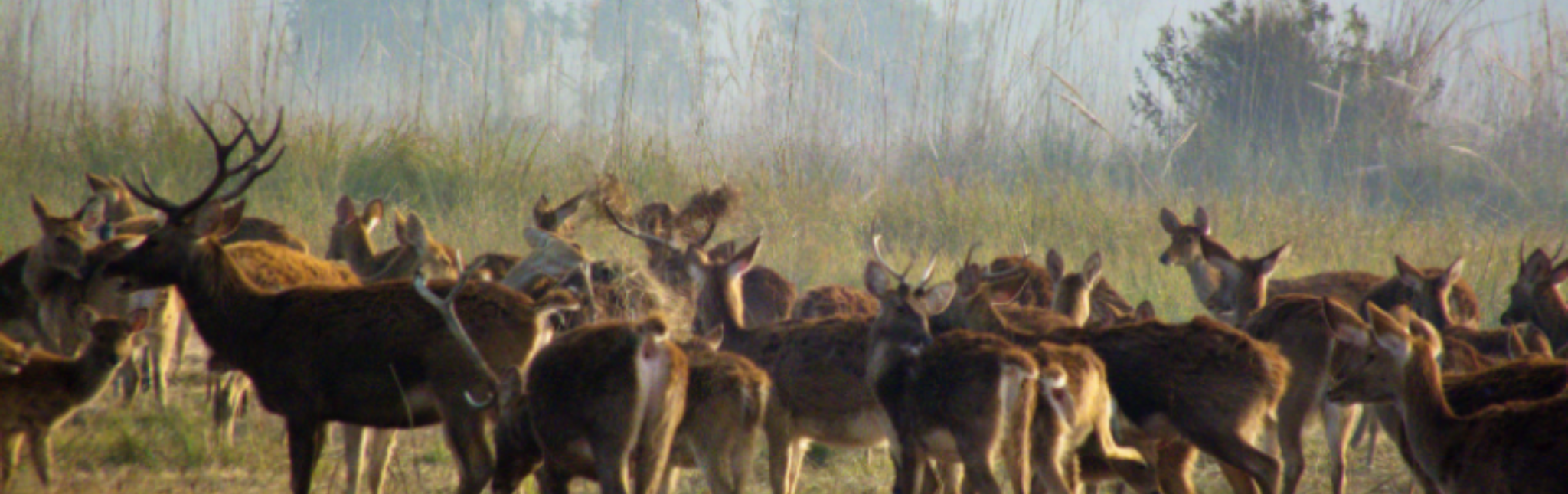 Shuklaphant Safari- und Dorfreise banner