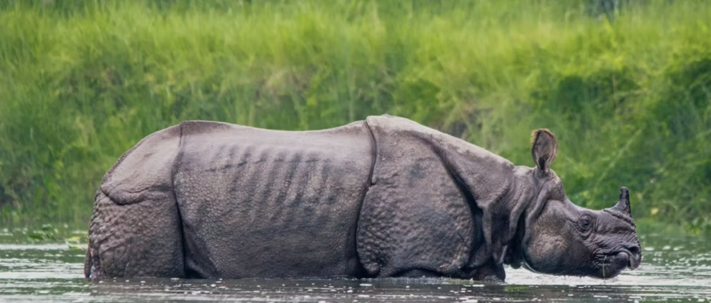 Spirituelle Gruppenreise Nepal Rhino